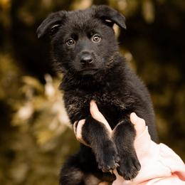 Sunshine - Bi-color female German Shepherd puppy in Salem, Ohio from von den Kilöff Working German Shepherds