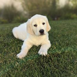 Golden Retriever Puppies from Huckaby’s English Golden Retrievers
