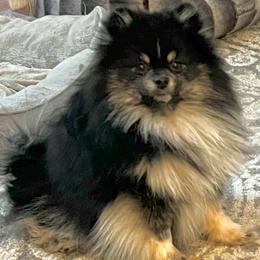 Gunner - Pomeranian