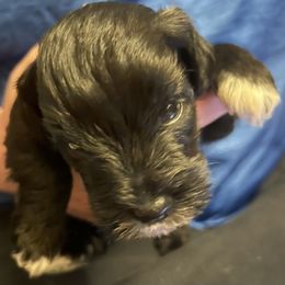 Miniature Schnauzer Puppies from Krystle's Miniature Schnauzers