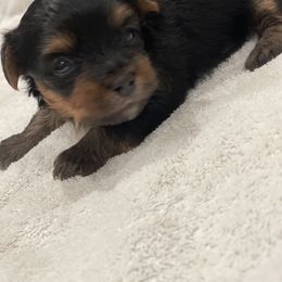 Yorkshire Terrier Puppies from Beantown Yorkshires