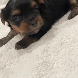 Yorkshire Terrier Puppies from Beantown Yorkshires