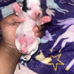 Maggie - Parti female Yorkshire Terrier puppy in Gastonia, North Carolina from Precious pups dynasty kennel