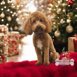 Daisy - Goldendoodle