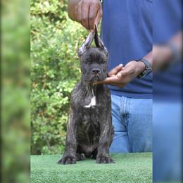 Male 3 - Black brindle male Cane Corso puppy in Willis, Texas from Royal Guardian Cane Corso