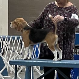 Kennedy - Beagle