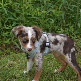 German Shorthaired Pointer, Miniature American Shepherd, Miniature Australian Shepherd, and Toy Australian Shepherd Puppies from Foxtail Hollow