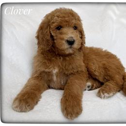 Clover - Caramel red female Labradoodle puppy in Mission, Texas from Sharyland Pets