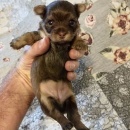 Little Girl Yellow - Liver female Yorkshire Terrier puppy in Hot Springs, Arkansas from Loving Laps (Yorkies raised right )