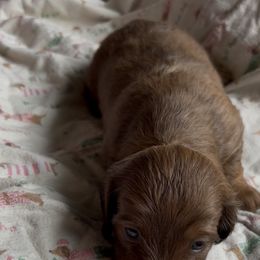 Dachshund Puppies from Golden Dachshunds