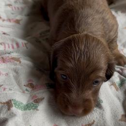 Dachshund Puppies from Golden Dachshunds
