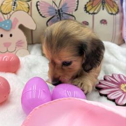 Ruby AKC Girl 1 - Cream female Dachshund puppy in Sumrall, Mississippi from JP’s Dachshunds