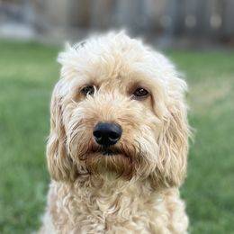Finley - Goldendoodle
