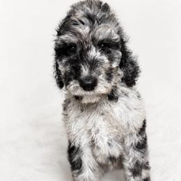 Gray collar - Merle male Goldendoodle puppy in Christiana, Tennessee from Rechlicz Family Doodles