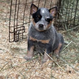 Twig - Blue speckled female Australian Cattle Dog puppy in Cottage Grove, Oregon from Heirloom Ranch