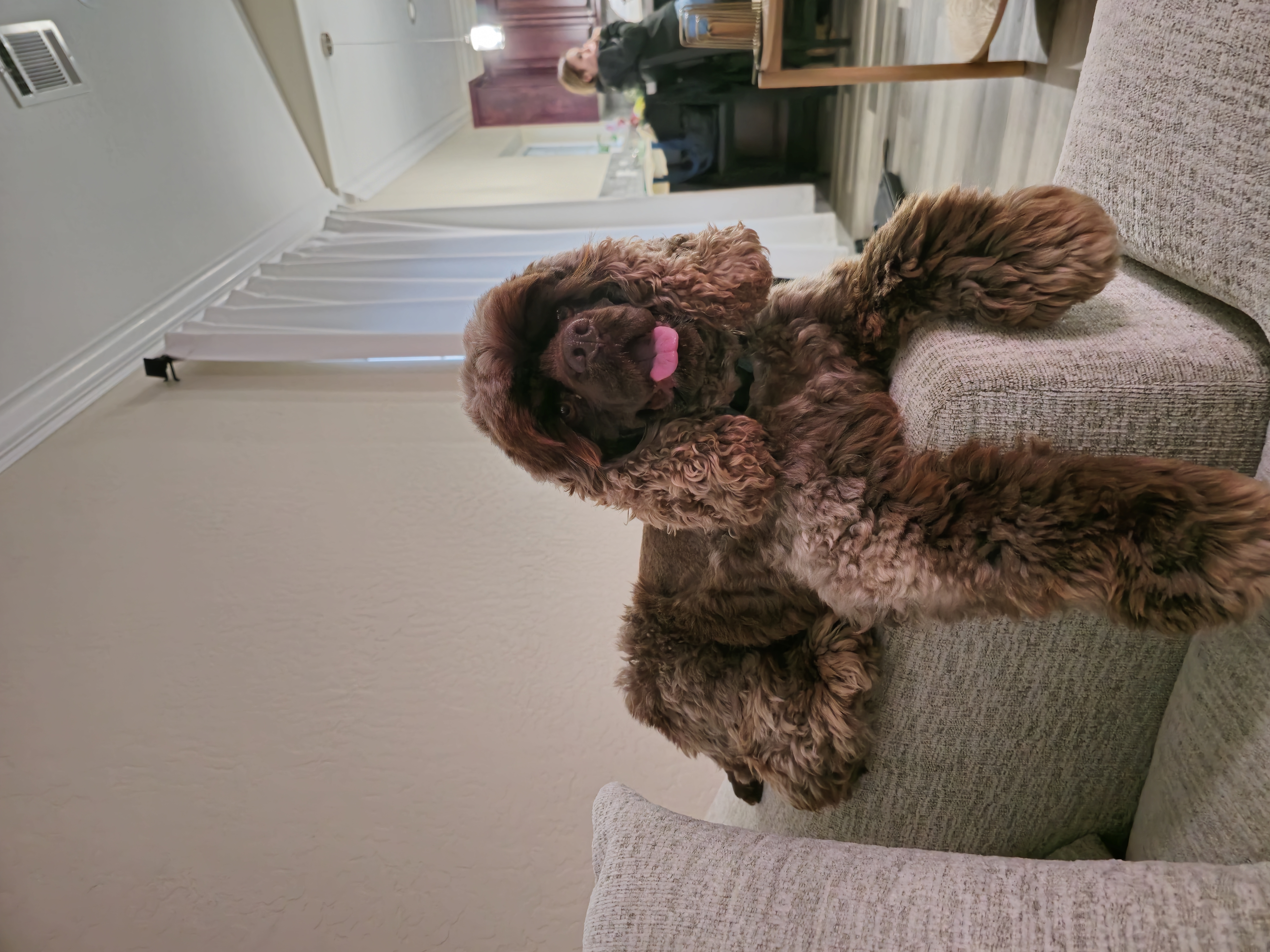 Cocker Spaniels from Sweet Heart Cockers