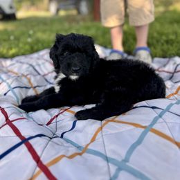 Oak (Orange Collar) - Black male Sheepadoodle puppy in Tahlequah, Oklahoma from Mulberry Ridge Doodles