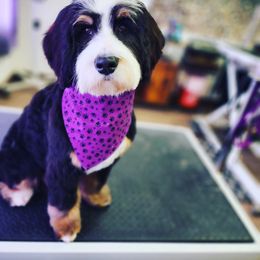 Finley - Bernedoodle