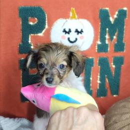 Spec - Black and white male Companion Cross puppy in Garvin, Oklahoma from Hochatown Awesome Aussies