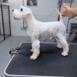 ULA - Miniature Schnauzer