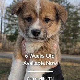 Astra - Red and white female American Corgi puppy in Centerville, Tennessee from Katerina's American Corgis