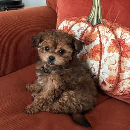 Tally - Liver and white female Shihpoo puppy in Cedar Springs, Michigan from Pridespoodles