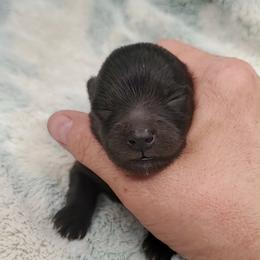 Boy 4 - Black male Pomeranian puppy in Tulsa County, Oklahoma from CP Kennels