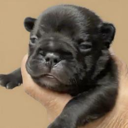 Black male - Black male French Bulldog puppy in Clifton, Texas from Blue Ribbon French Bulldogs