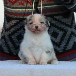 Raina - Blue merle female Australian Shepherd puppy in Sedalia, Missouri from Affinity Aussies