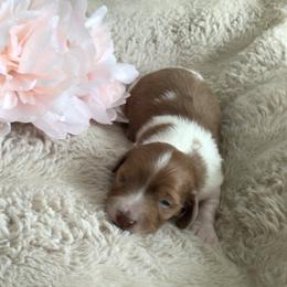 Boy 2 - male Dachshund puppy in Fallon, Nevada from Desert Doxies