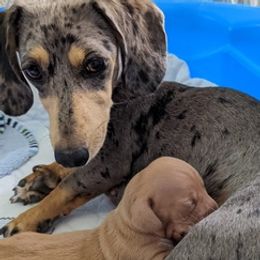 Dachshunds from Puppy Love