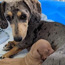 Dachshunds from Puppy Love