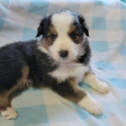 Australian Shepherd Puppies from Amare Aussies