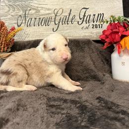 Reba - White and red merle female Border Collie puppy in Moody, Texas from Narrow Gate Farm