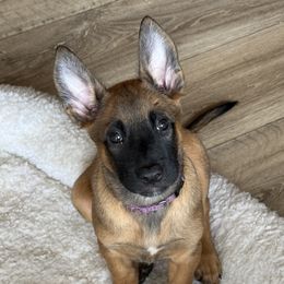Belgian Malinois puppies from Torgun Police Dogs