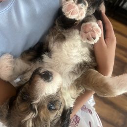 "But I’m just a baby 🫶🏼" Aussiedoodle Puppies from Native Elegant Doodles