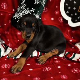 Hera - Black and rust female Doberman Pinscher puppy in Aredale, Iowa from Royal Dynasty Dobermann Kennel