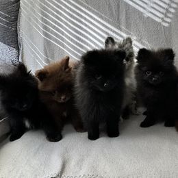 Pomeranian Puppies from Prancing Poms