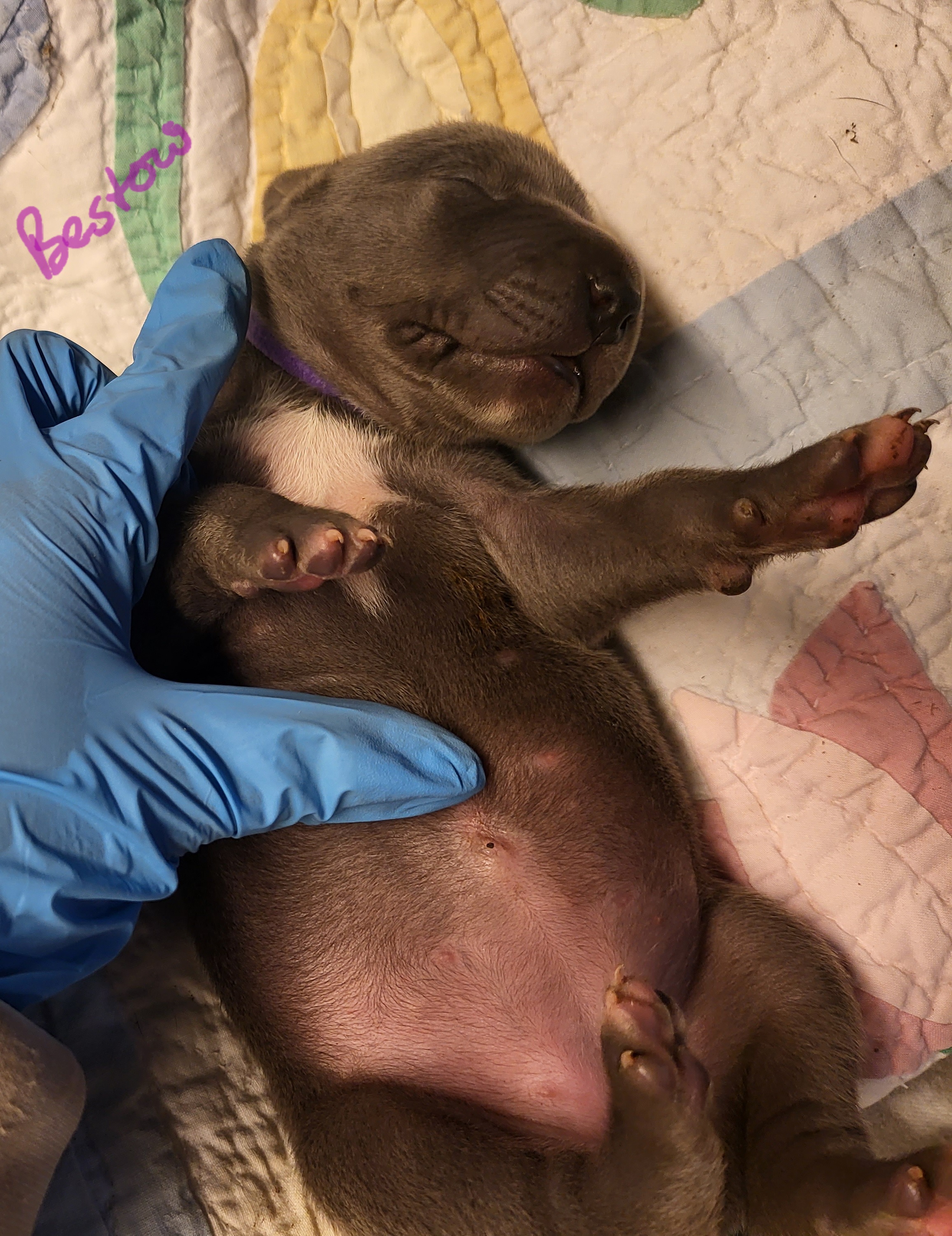 Great Dane Puppies from Grant’s Gorgeous Greats