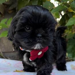 Ebony - Black female Shih Tzu puppy in Hemet, California from Aloha Shih Tzu