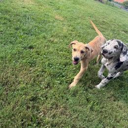 Brown Collar - Brindle male Great Dane puppy in Surgoinsville, Tennessee from Mountain Valley Farm Great Danes