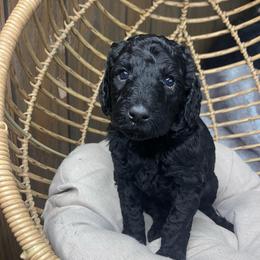 Black abstract male - Black and white male Bernedoodle puppy in Clarksville, Iowa from Iowa Heartland Doodles