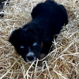 Orion - Black tri-color male Australian Shepherd puppy in Piedmont, Oklahoma from HeartDriven Aussies