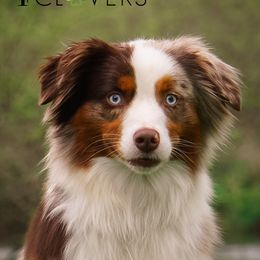 Laney - Miniature American Shepherd