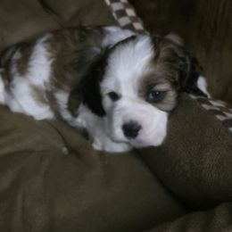 AKC Cooper - Brown and white male Cocker Spaniel puppy in Midlothian, Virginia from Swift Creek Cocker Spaniels