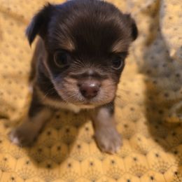 Chihuahua Puppies from The Joyful World of Chihuahuas