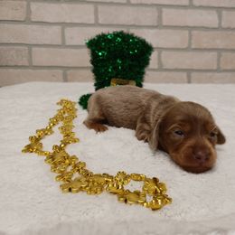 Basset Hound and Dachshund Puppies from Low Down Bassets