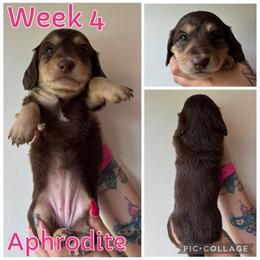 Aphrodite - Chocolate and cream female Dachshund puppy in Michigan from M.H.P Dachshunds