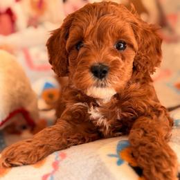 Kisses - Brown female Cavapoo puppy in Dickerson, Maryland from Pawsome Aussie Doodles and Oodles