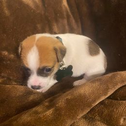 Boy 3 - Tri-color male Jack Russell Terrier puppy in Centerville, Pennsylvania from Rose Haven Farm
